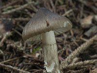 Hygrophorus olivaceoalbus