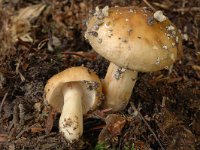 Hygrophorus pudorinus 1, Terpentijnslijmkop, Saxifraga-Marijke Verhagen