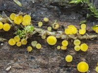 Hymenoscyphus calyculus 1, Geel houtvlieskelkje, Saxifraga-Luuk Vermeer