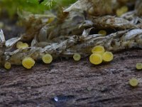 Hymenoscyphus calyculus 10, Geel houtvlieskelkje, Saxifraga-Luuk Vermeer