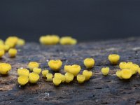 Hymenoscyphus calyculus 4, Geel houtvlieskelkje, Saxifraga-Luuk Vermeer