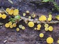 Hymenoscyphus calyculus 8, Geel houtvlieskelkje, Saxifraga-Luuk Vermeer