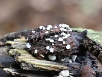 Hymenoscyphus fagineus 1, Beukennapvlieskelkje, Saxifraga-Luuk Vermeer