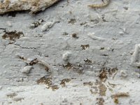 Hyphoderma argillaceum