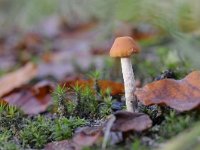 Hypholoma dispersum 4, Zilversteelzwavelkop, Saxifraga-Luuk Vermeer