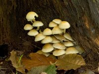 gewone zwavelkop  gewone zwavelkop in Speulderbos : Hypholoma fasciculare