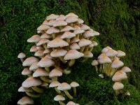 gewonezwavelkop  gewonezwavelzkop in de Haspel : Psilocybe fascicularis