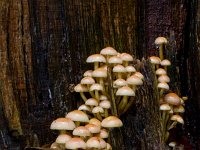 Gewone zwavelkop  Gewone zwavelkop op beuk in de Haspel : Hypholoma fasciculare