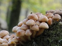 Hypholoma fasciculare 24, Gewone zwavelkop, Saxifraga-Luuk Vermeer