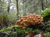 Hypholoma fasciculare 25, Gewone zwavelkop, Saxifraga-Luuk Vermeer