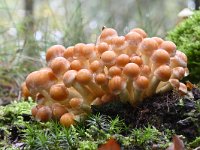 Hypholoma fasciculare 26, Gewone zwavelkop, Saxifraga-Luuk Vermeer