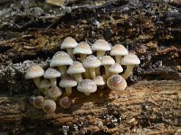 Hypholoma fasciculare 28, Gewone zwavelkop, Saxifraga-Luuk Vermeer