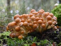 Hypholoma fasciculare 30, Gewone zwavelkop, Saxifraga-Luuk Vermeer