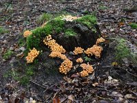 Hypholoma fasciculare 31, Gewone zwavelkop, Saxifraga-Luuk Vermeer