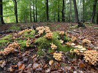 Hypholoma fasciculare 32, Gewone zwavelkop, Saxifraga-Luuk Vermeer