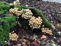 Hypholoma fasciculare 34, Gewone zwavelkop, Saxifraga-Luuk Vermeer