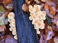 Hypholoma fasciculare 35, Gewone zwavelkop, Saxifraga-Luuk Vermeer