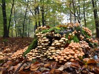 Hypholoma fasciculare 37, Gewone zwavelkop, Saxifraga-Luuk Vermeer