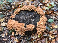 Hypholoma fasciculare 40, Gewone zwavelkop, Saxifraga-Luuk Vermeer