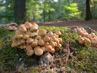 Hypholoma fasciculare 42, Gewone zwavelkop, Saxifraga-Luuk Vermeer