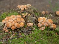 Hypholoma fasciculare 45, Gewone zwavelkop, Saxifraga-Luuk Vermeer