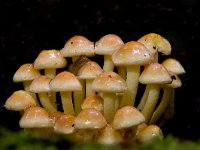 Gewone zwavelkop op het landgoed Staverden  Gewone zwavelkop op het landgoed Staverden : Hypholoma fasciculare