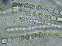 Hypocrea citrina 1, Platte kussentjeszwam, Micro, Saxifraga-Lucien Rommelaars