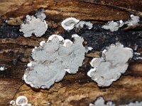 Hypoxylon deustum 3, Korsthoutskoolzwam, Saxifraga-Foto Fitis-Sytske Dijksen