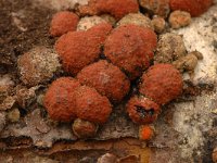 Hypoxylon fragiforme 1, Roestbruine kogelzwam, Saxifraga-Marijke Verhagen