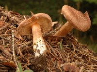 Inocybe bongardii 1, Geurende vezelkop, Saxifraga-Jan van der Straaten