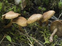 Inocybe cervicolor 1, Muffe vezelkop, Saxifraga-Willem van Kruijsbergen