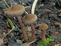 Inocybe cincinnata var major 1, Violetbruine vezelkop, Saxifraga-Lucien Rommelaars