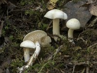 Inocybe cookei 1, Gladde knolvezelkop, Saxifraga-Willem van Kruijsbergen