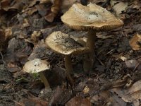 Inocybe corydalina