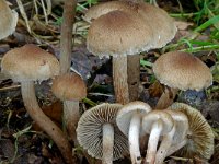 Inocybe curvipes