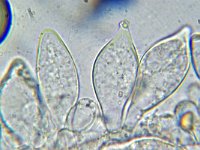 Inocybe curvipes 5, Zilversteelvezelkop, Micro, Saxifraga-Lucien Rommelaars