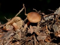 Inocybe dulcamara