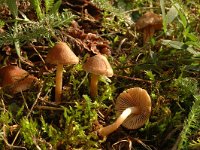 Inocybe flocculosa, Fleecy Fibrecap