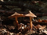 Inocybe fraudans, Pear Fibrecap