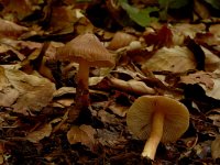 Inocybe fraudans 2, Perevezelkop, Saxifraga-Jan van der Straaten