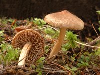 Inocybe fraudans 3, Perevezelkop, Saxifraga-Marijke Verhagen