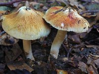 Inocybe fraudans 4, Perevezelkop, Saxifraga-Lucien Rommelaars