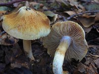 Inocybe fraudans 5, Perevezelkop, Saxifraga-Lucien Rommelaars