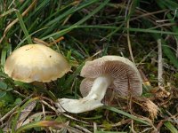 Inocybe geophylla, White Fibrecap