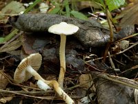 Inocybe geophylla 2, Witte satijnvezelkop, Saxifraga-Jan van der Straaten