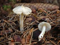 Inocybe geophylla 3, Witte satijnvezelkop, Saxifraga-Marijke Verhagen