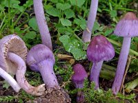 Inocybe geophylla var geophylla 4, Witte satijnvezelkop, Saxifraga-Lucien Rommelaars