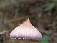 Inocybe geophylla var lilacina 6, Lila satijnvezelkop, Saxifraga-Jan de Laat