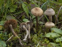 Inocybe jacobi 1, Vals poedersteeltje, Saxifraga-Willem van Kruijsbergen