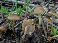 Inocybe lacera var helobia 1, Zandpadvezelkop, Saxifraga-Lucien Rommelaars